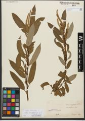 Foto von Salix triandra subsp. amygdalina (L.) Schübl. & G. Martens